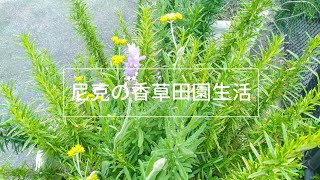 香草組合盆栽：迷迭香 vs 薰衣草，一王一后