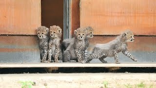 Neues vom Geparden-Nachwuchs im Zoo Rostock - update vom 25.6. 2015