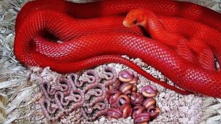 कुछ अनोखे सांप और उनकी अनोखी काबिलियत देखकर यकीन नहीं होगा । most unusual snakes in the world