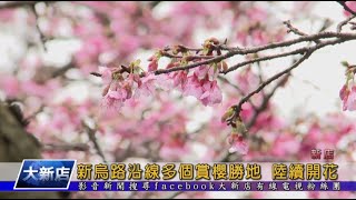 新烏路沿線多個賞櫻勝地 陸續開花