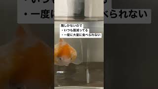 金魚には胃袋がない！？じゃあ、餌やりはどうすれば！？ #金魚 #飼育 #豆知識 #コツ #餌