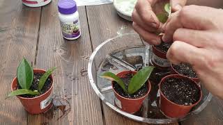 How To Propagate a Hoya -The Plant Farm®