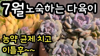 7월 노숙하는 다육이!#korean succulent plants 🪴