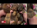 tierische tiktok stars niedlich hoch zwei diese mini dackel kuscheln sich in unsere herzen