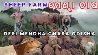 ମେଣ୍ଢା ଚାଷ || Sheep Farm || Desi mendha chasa || Odisha || Farming Video ||