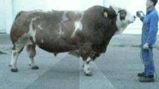 Fleckvieh Simmental BFG GIGANT Pp agroaustria.wmv