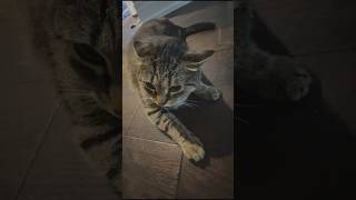 Angry Cat Hissing and Growling # cat #cute #pets #animals #funny #scary #shorts #love