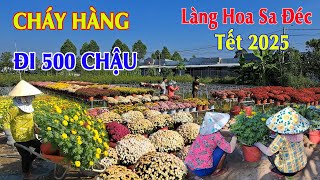 Làng Hoa Sa Đéc Tết 2025 SỐT Cúc Mâm Xôi Hà Lan, Vạn Thọ Pháp nở rộ khách Ùn về mua giá rẻ Cháy Hàng