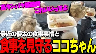 【猫】細くならずに体重落としたい優太の食事を見守るココちゃん【関優太/切り抜き】