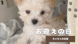 【初投稿】生後2ヶ月のチワプーをお迎えしました！