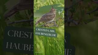 Crested Lark singing 🌿🎶🐦