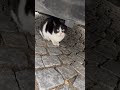 transparent eyes cats cute straycat