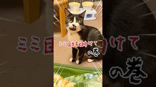 目覚めのキスで姫を助けてください #short #猫