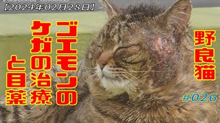 【2024年02月28日】 野良猫ゴエモンのケガの治療と目薬#26