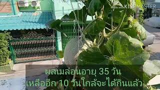 ปลูกเมล่อนให้ได้ลูกโต...ทำอย่างไร