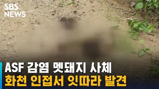 화천 인접 시군서 ASF 감염 멧돼지 사체 잇따라 발견 / SBS