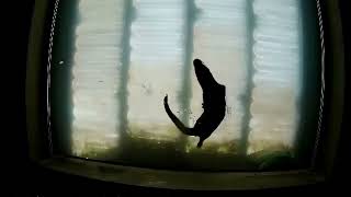 Otters seen in Diglis Fish Window in Worcester