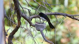 Willie Wagtail Babies