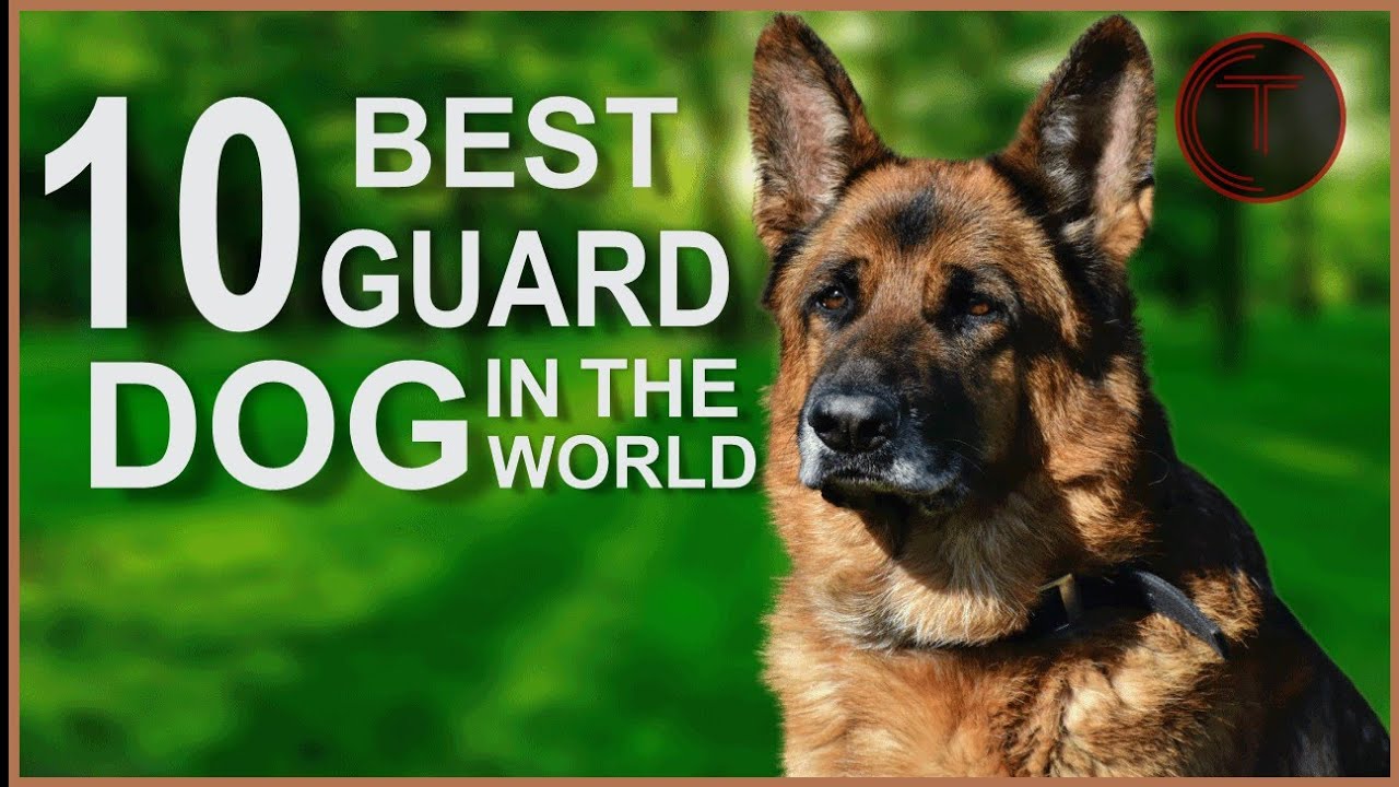 Top 10 Guard Dog Breeds(Introduction Of Different Guard Dog Breeds ...