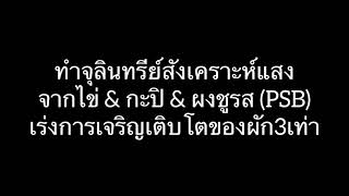 ทำจุลินทรีย์สังเคราะห์แสงจากไข่ ผงชูรส และกะปิ เป็นไว เร่งการเจริญเติบโตของพืช |สะใภ้ฟลอริด้า |EP.24