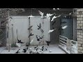 pigeon.Несколько необходимых советов от Гагика.