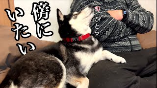 パパのそばを片時も離れない、超甘えん坊の柴犬（№250）