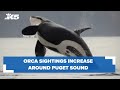 Orca sightings increase across Puget Sound