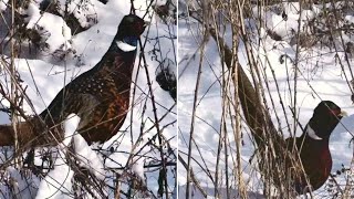 Decorah North~🥰Two ring necked pheasant male are in the area~2024/12/20