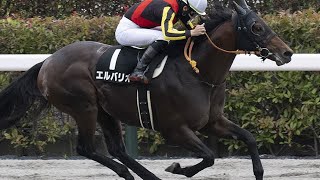 【朝日杯ＦＳ2024ほか】伊吹雅也のピックアップ競馬データ～メイン「1点」分析編｜競馬ニュース｜競馬予想のウマニティ