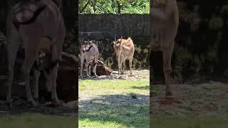 東非劍羚East African Oryx與伊蘭羚羊Common Eland/Taipei Zoo