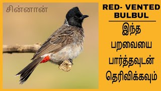 சின்னான்/ கொண்டை குருவி, செம்புழை கொண்டைக் குருவி அல்லது சிவப்பு வாலடிக் குருவி  Red - vented bulbul