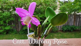 容易照看又勤花的卡特兰玉凤 Catt. Wufong Rose