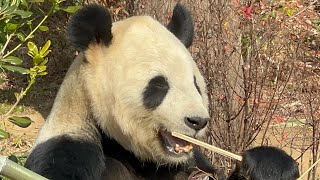 たまにはリーパパの鳴き声と食べている音をどうぞ🐼　2月4日 上野動物園