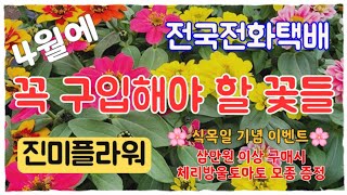 진미플라워 4월에 꼭 구입해야할 꽃들/  식목일기념이벤트/ 전국전화택배/ 식물소개와 식물키우는방법 #하늘바람꽃 #향설초 #흑진주페츄니아 #아스타 #마가렛스피쉬더블살구 #백조자스민