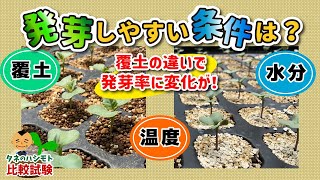 【偶然に見つけた手法！】夏場の暑い時期にタネから蒔いて、上手に発芽をさせる方法　たねのハシモトミヤ