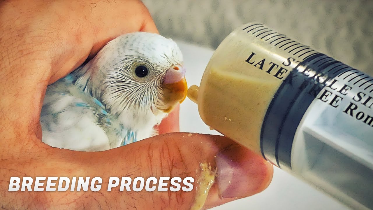 Complete Budgie Breeding Process From Bonding To Taming Babies - YouTube