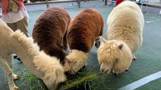 餌を食べるアルパカ八ヶ岳アルパカ牧場