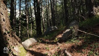 Relax with Beautiful Birdsong in a Serene Pine Forest | Nature Sounds for Peace