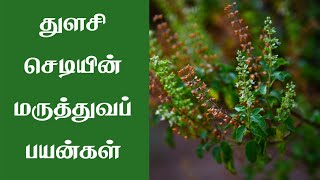 Thulasi | துளசியின் மருத்துவக் குணங்கள் | Thulasi uses....