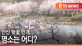 [안산]안산 벚꽃 만개...명소는 어디?