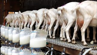 Modern Goat Automatic Milking technology - Goat Meat Cutting in Factory - Goat Cheese Processing