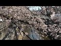 城北公園 花見 2019年4月4日の1 橋から見る桜