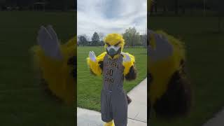 im a little robot hawk mascot gilbert