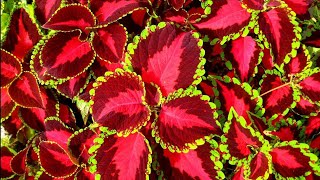 How to grow coleus Plant in pot🌱💮// कोलियस के पौधे को गमले में कैसे लगाएं 🌱💮