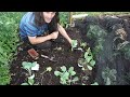 how to grow brussels sprouts that don t blow sow to harvest