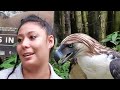 adventure 24 up close personal with the philippine eagle part 5