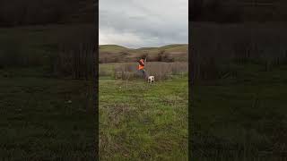 New hunters can make mistakes! #pheasanthunting #pointer #hunters #huntingdog #birdhunt #birddog