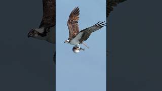 Crazy Osprey carries huge inflated pufferfish home for dinner.