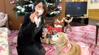 くうちゃん、クリスマスプレゼントいただきました！（ゴールデンレトリバー）