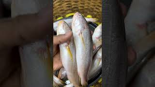 সিজনের দেশি মাছের কালেকশন দেখুন | River Fish Collection | Fresh Fish